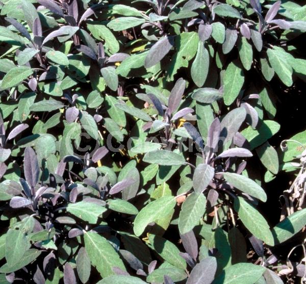 Blue blooms; Purple blooms