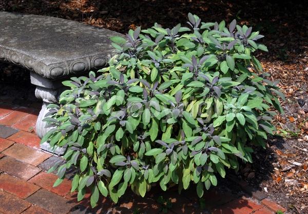 Blue blooms; Purple blooms; Evergreen