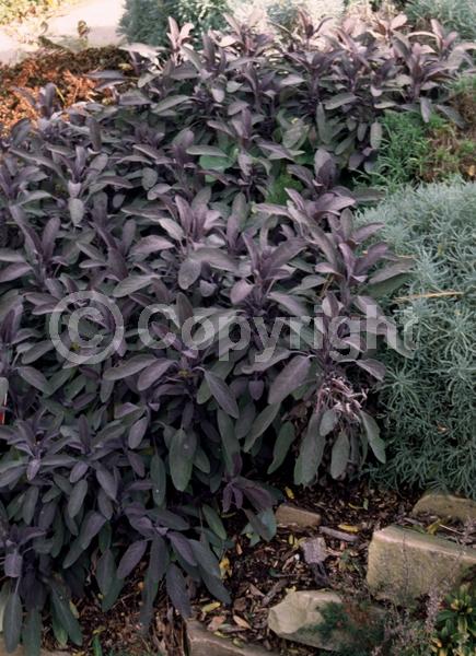 Blue blooms; Purple blooms