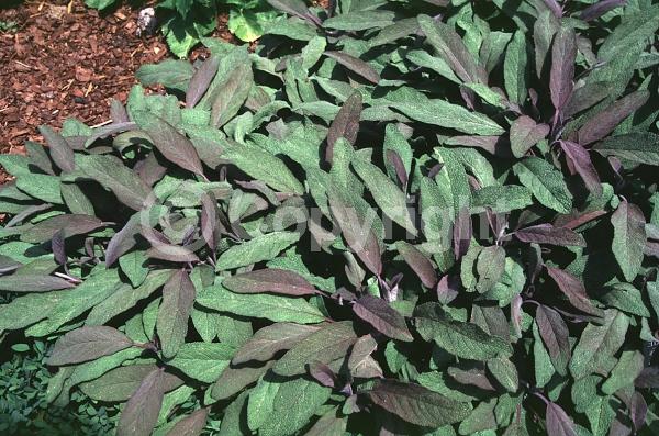 Blue blooms; Purple blooms; Evergreen