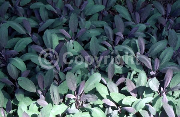 Blue blooms; Purple blooms; Evergreen