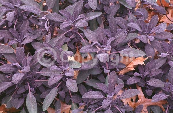 Blue blooms; Purple blooms; Evergreen