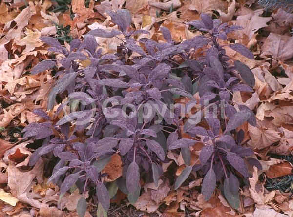 Blue blooms; Purple blooms; Evergreen