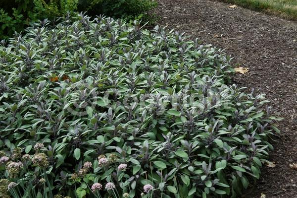 Blue blooms; Purple blooms; Evergreen