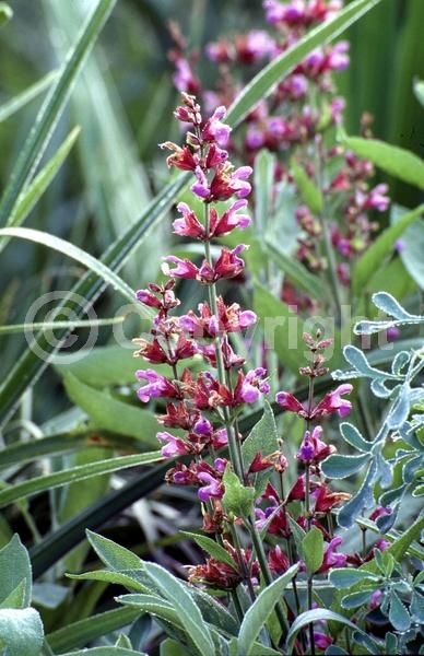 Purple blooms; Evergreen