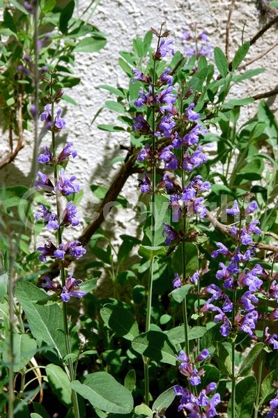 Purple blooms; Evergreen