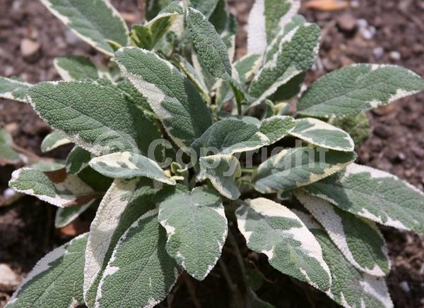 Purple blooms; Evergreen