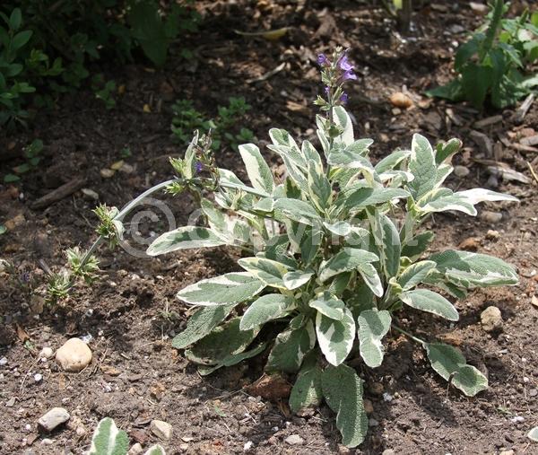 Purple blooms; Evergreen