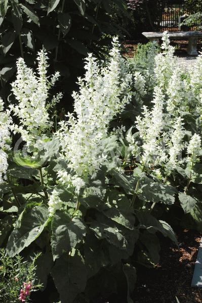 Blue blooms; White blooms; Pink blooms; Lavender blooms