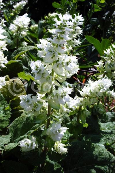 Blue blooms; White blooms; Pink blooms; Lavender blooms