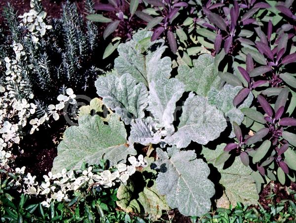 Blue blooms; White blooms; Pink blooms; Lavender blooms