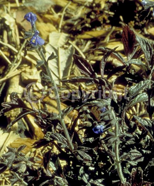 Blue blooms; Evergreen; Needles or needle-like leaf