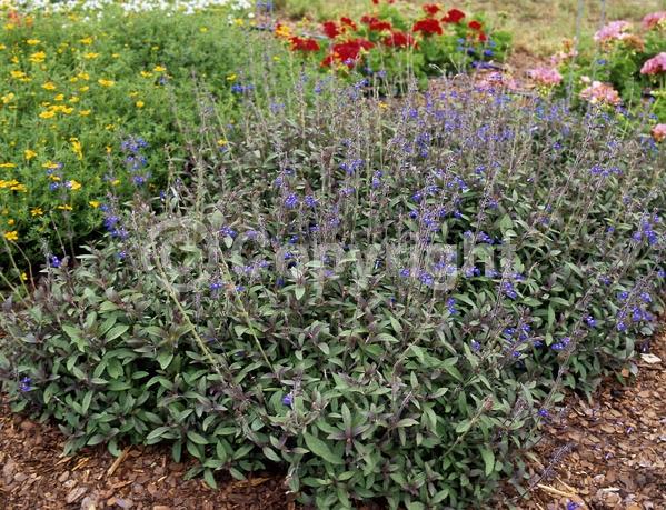 Blue blooms; Evergreen; Needles or needle-like leaf