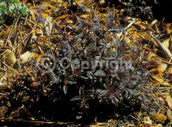 Blue blooms; Evergreen; Needles or needle-like leaf