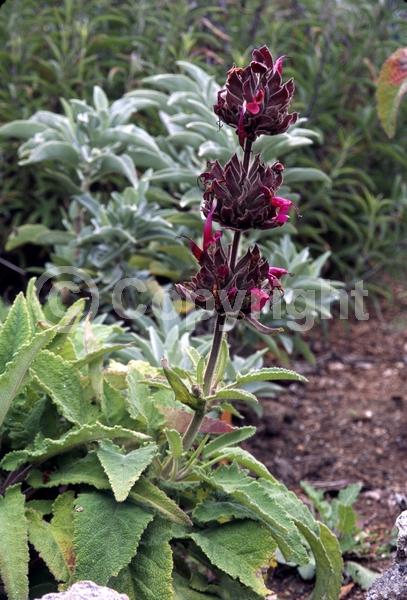 Red blooms; North American Native