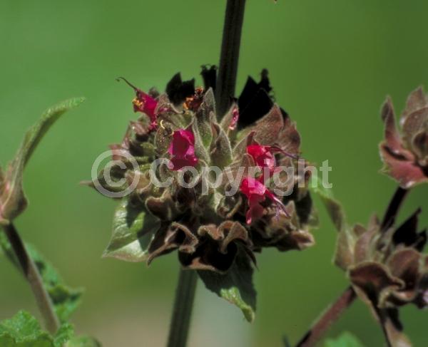 Red blooms; North American Native