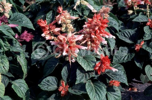 Red blooms; Deciduous