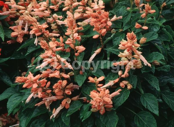 Salmon blooms; Deciduous