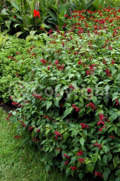 Red blooms; Orange blooms; Deciduous; Broadleaf