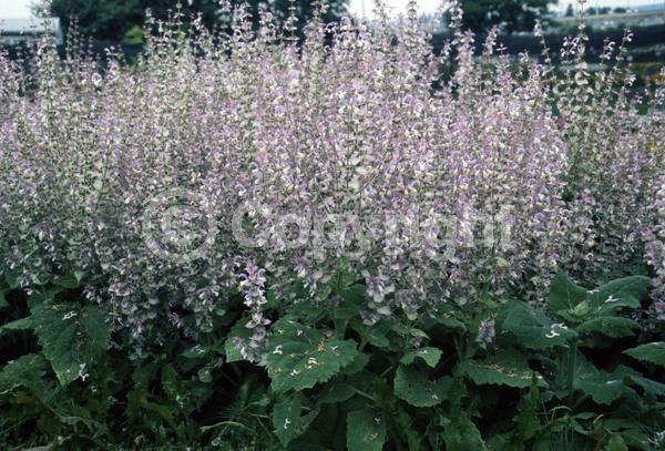 Lavender blooms; Semi-evergreen; North American Native