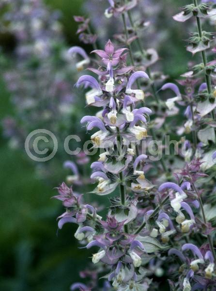 Lavender blooms; Semi-evergreen; North American Native