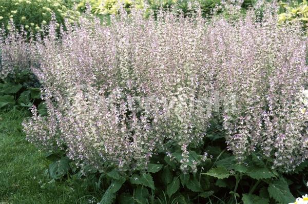 Lavender blooms; Semi-evergreen; North American Native