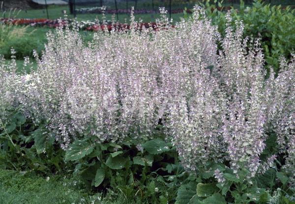 Lavender blooms; Semi-evergreen; North American Native