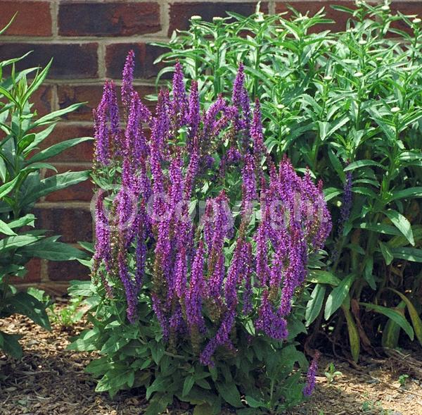 Blue blooms; Purple blooms; Deciduous; Broadleaf