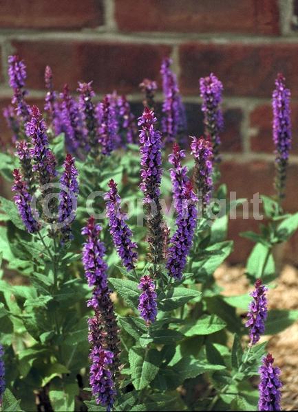 Blue blooms; Purple blooms; Deciduous; Broadleaf