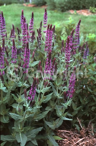 Blue blooms; Purple blooms; Deciduous; Broadleaf