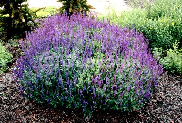 Blue blooms; Purple blooms; Deciduous; Broadleaf
