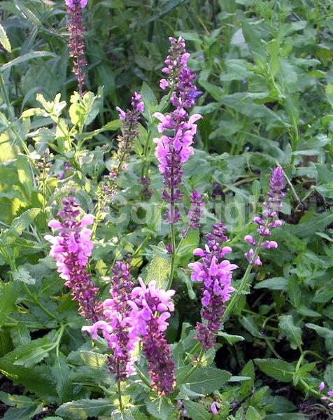 Pink blooms; Semi-evergreen