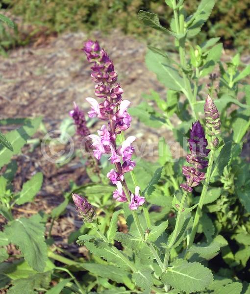 Pink blooms; Semi-evergreen