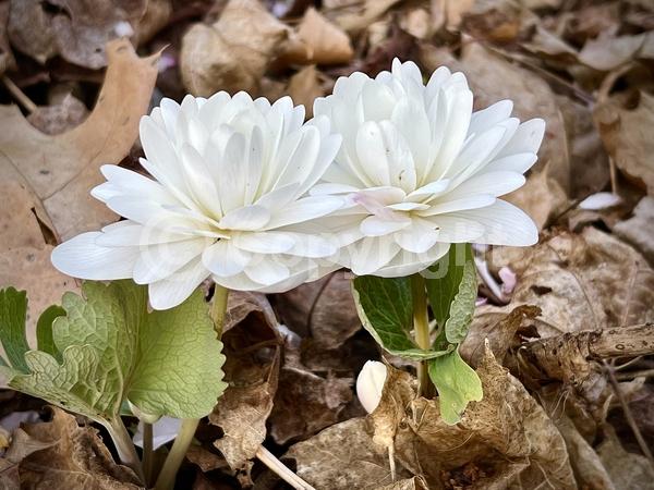 White blooms; Deciduous; North American Native