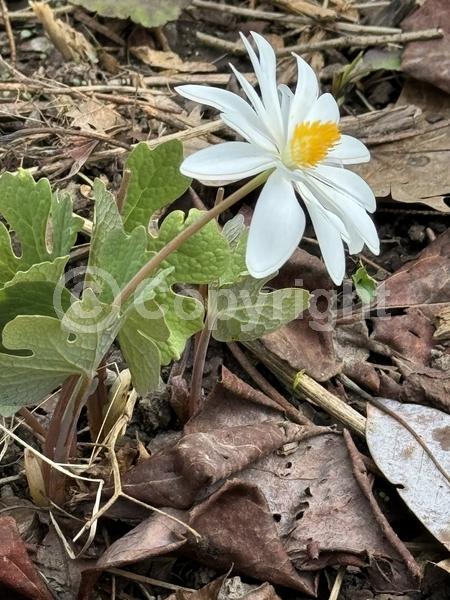 White blooms; Deciduous; North American Native