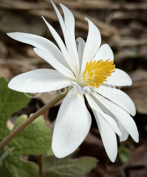 White blooms; Deciduous; North American Native