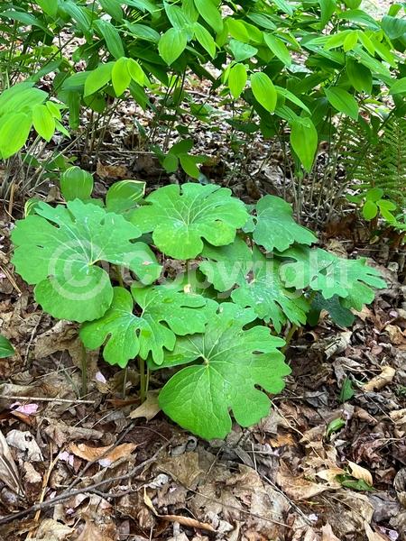 White blooms; Deciduous; North American Native