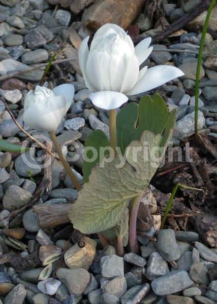 White blooms; Deciduous; North American Native