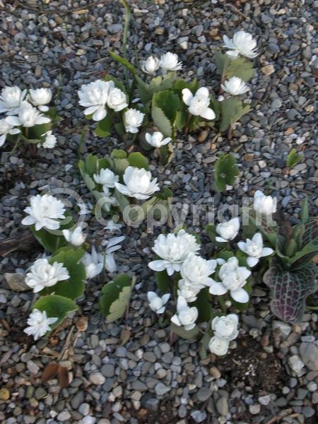 White blooms; Deciduous; North American Native