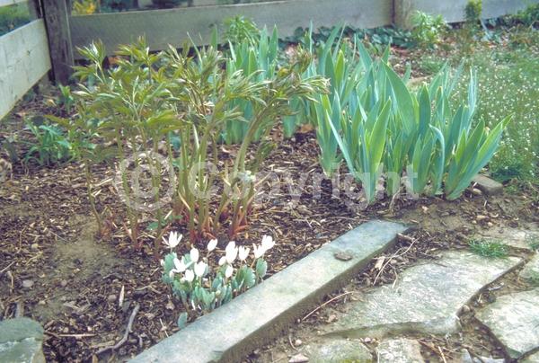 White blooms; Deciduous; North American Native
