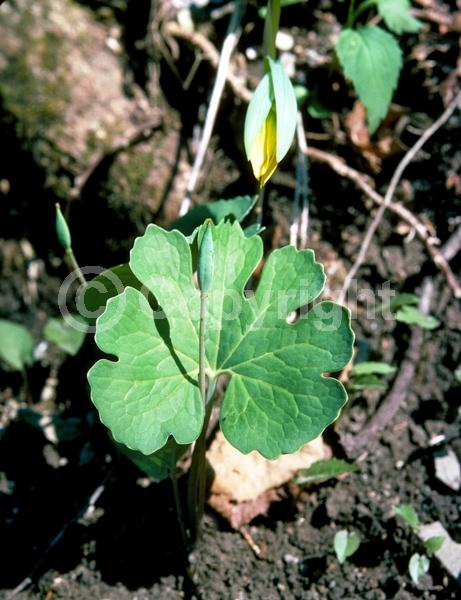 White blooms; Deciduous; North American Native