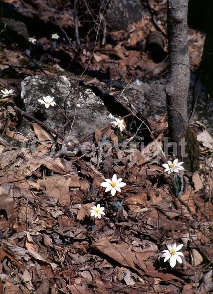 White blooms; Deciduous; North American Native