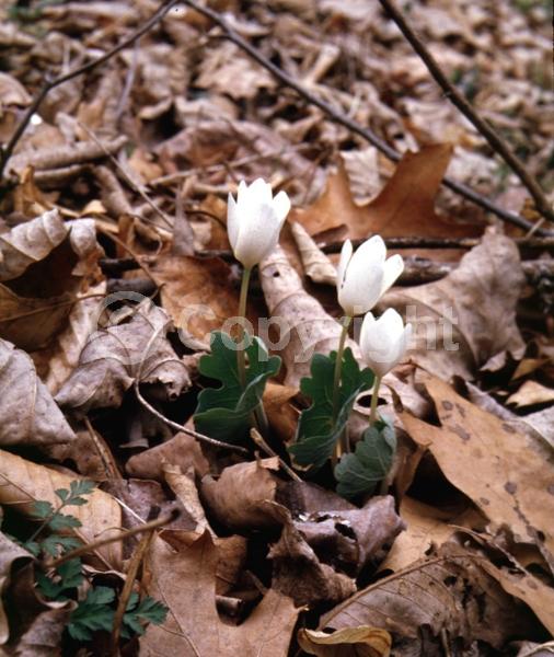 White blooms; Deciduous; North American Native