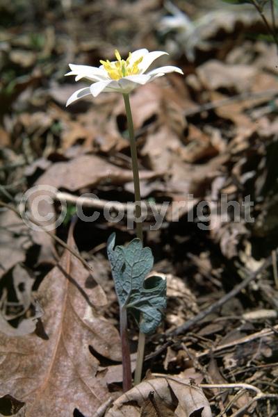 White blooms; Deciduous; North American Native
