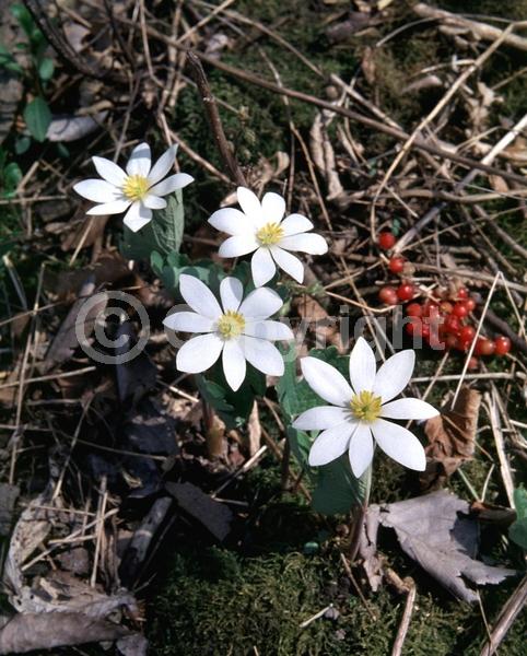 White blooms; Deciduous; North American Native