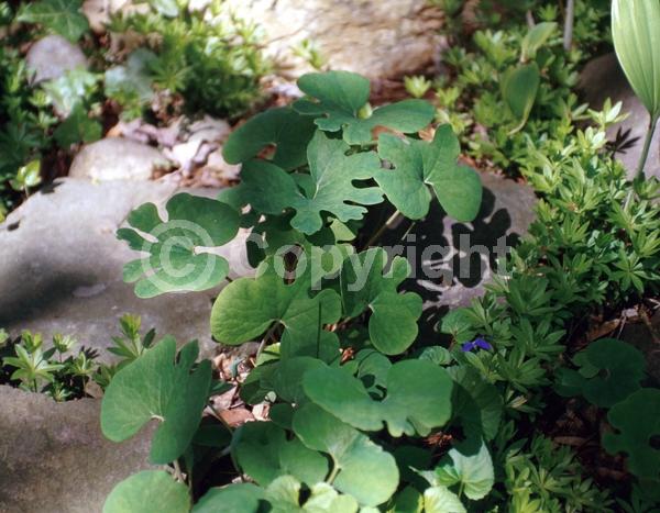 White blooms; Deciduous; North American Native