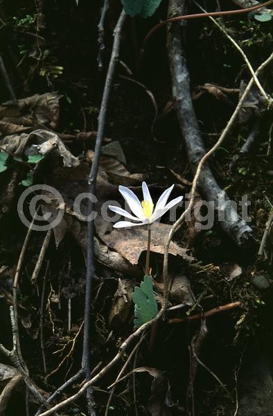 White blooms; Deciduous; North American Native