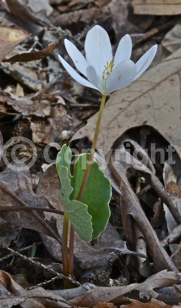 White blooms; Deciduous; North American Native