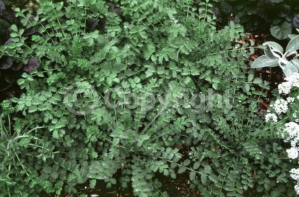 Purple blooms; Evergreen; Broadleaf