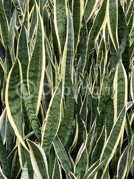White blooms; Green blooms; Evergreen; Broadleaf